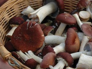 Edible and Medicinal Mushroom Cultures